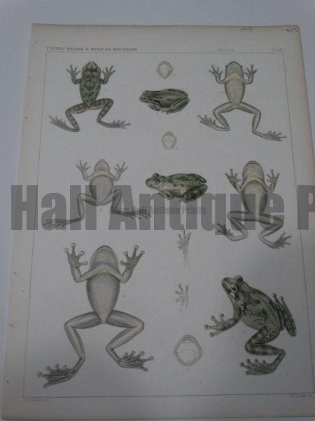 USMB Frogs Plate 38 $45.