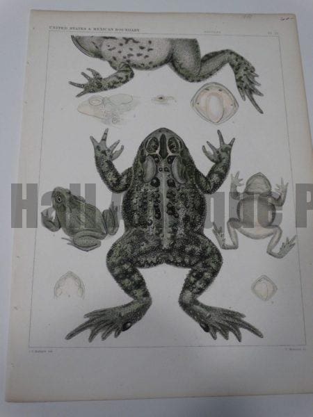 USMB Frogs Plate 39 $60.