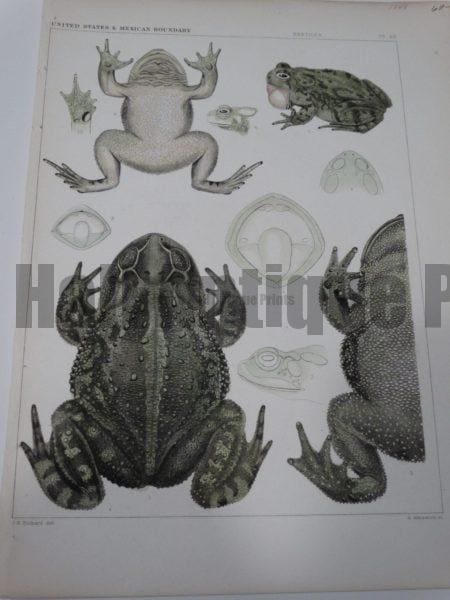 USMB Frogs plate 40 $60.