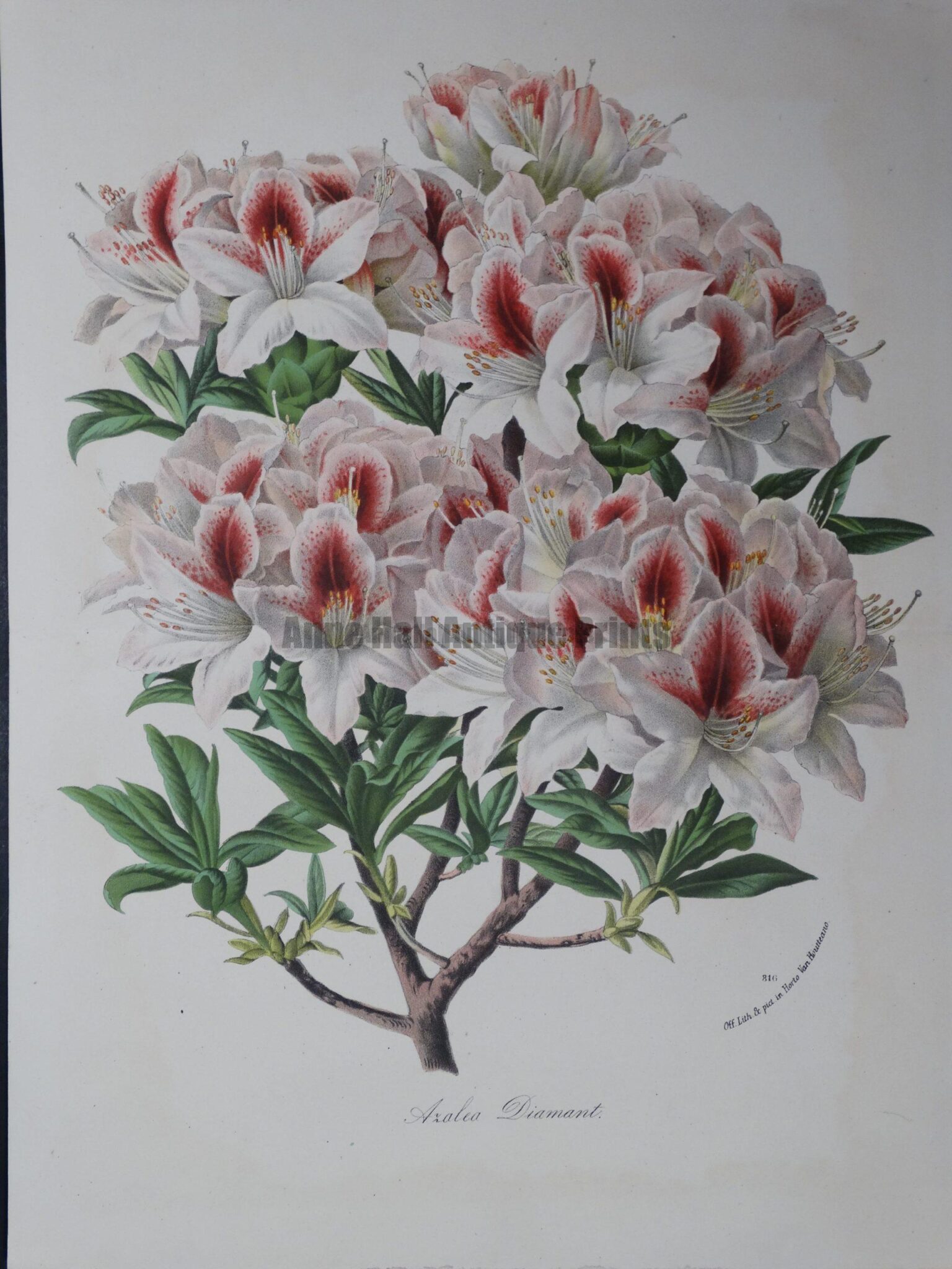 Van Houtteano, Azalia Diamant #816