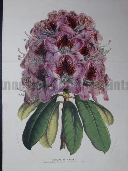 purple rhododendrons