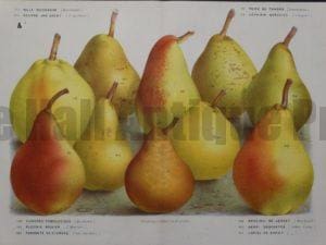 beautiful collection pears