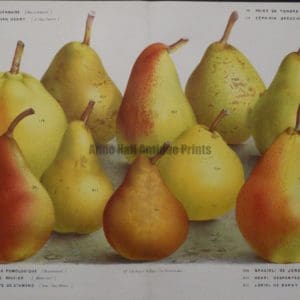 beautiful collection pears