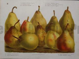 Van Houtteano Pears Pl B
