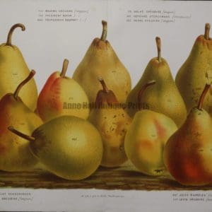 Van Houtteano Pears Pl B
