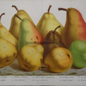 19th century pear print