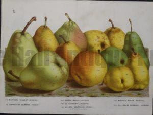 Stunning art of pears