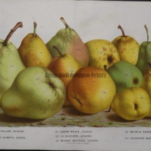 Stunning art of pears