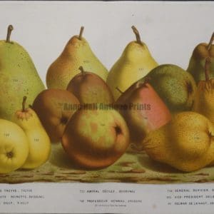original pear lithograph