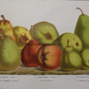 Van Houtteano Pears Pl V $245
