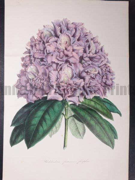old breed of rhododendron