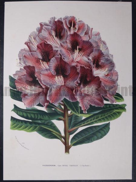 hearty old breed rhodendron