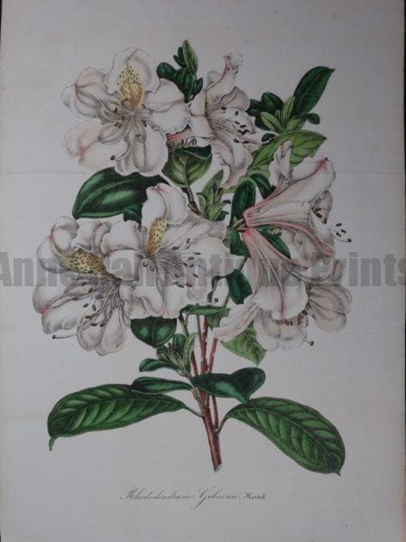 Lovely rhododendron lithograph from Be;gium 1845-1888.