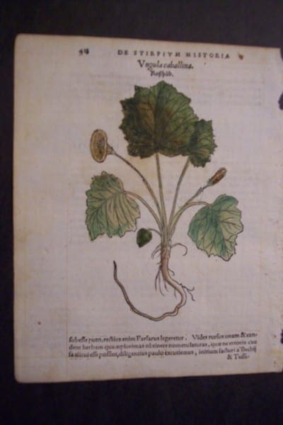 Vngula caballina, 1560. $60.