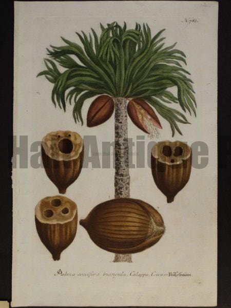 Johanne Weinmann Palm Engraving