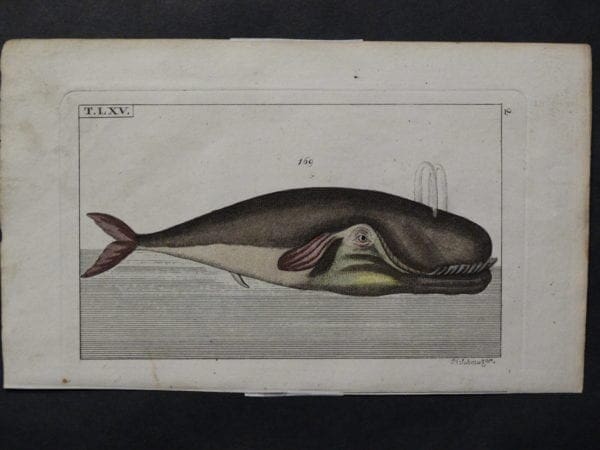 exquisite antique whale engraving