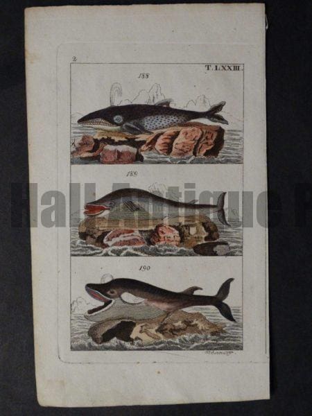 old watercolor whale engraving