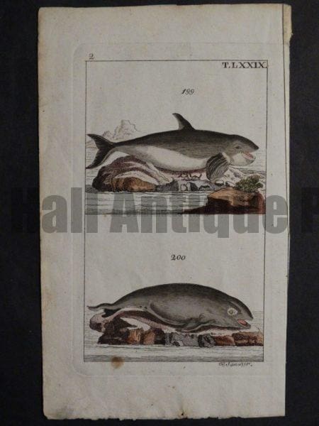 antique orca whale engraving