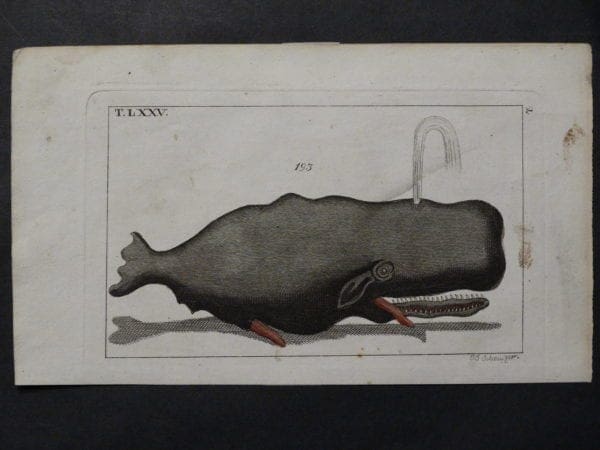 fabulous old whale engraving