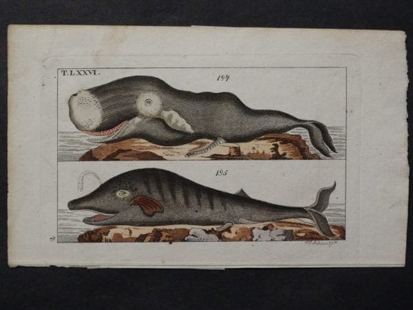 whale watercolor engraving