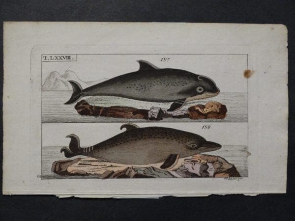 whale engraving 200 years old