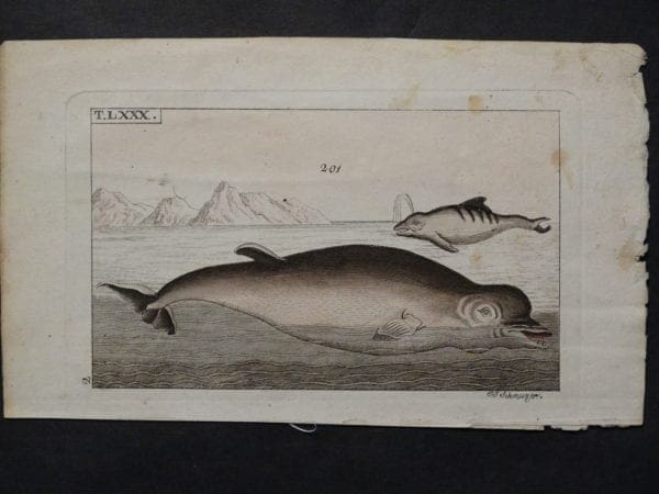 porpoises dolphins