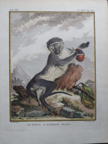 White Banded Monkey