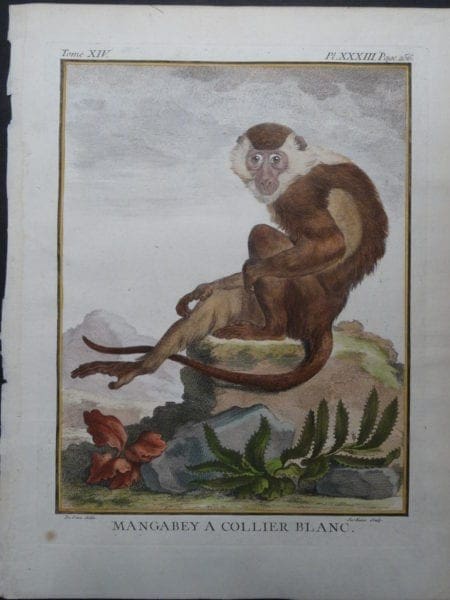 White Collared Monkey