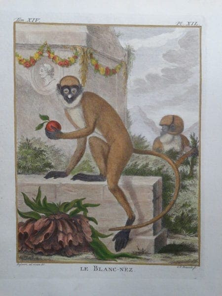 White Nosed Monkey