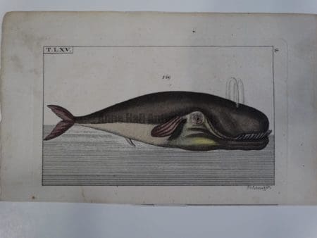 Wilhelm Whales T.LXV.