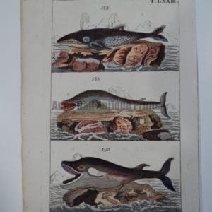 Wilhelm Whales T.LXXIII is a 200 year old engraving of 3 species: Physalus, Boops and Mousculus.