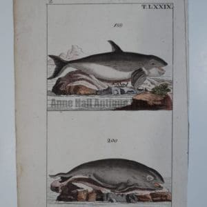 A sourced 1810-21 engraving of Orca or Killer whale, (which actually belongs to the Dolphin Family, with the curved dorsal fin).