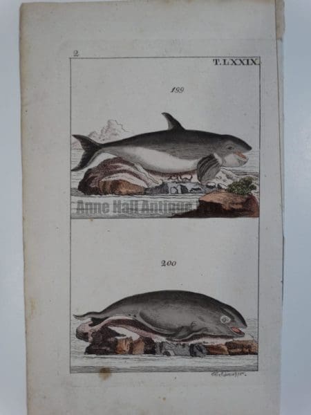 Killer Whale