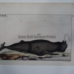 Wilhelm Whales T.LXXVII is a miniature engraving (early 19th century) of a spouting whale, of Catodon Trumpo or North Atlantic Right Whale.