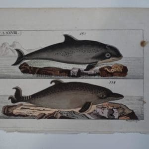 Wilhelm Whales T.LXXVIII. 200 year old engraving depicts 2 species of marine mammals or dolphins: Delphinus Phocaena and Delphis.
