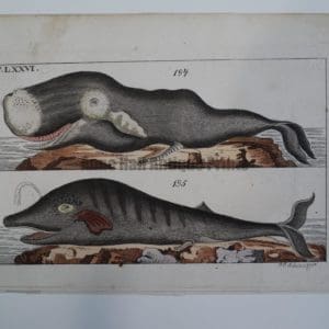 Wilhelm Whales T.LXXVI is a miniature antique copper plate engraving, in strking watercolors. The subjects are 2 whales. Attributed to Gottlieb Wilhelm, Austrian 1810-1821.