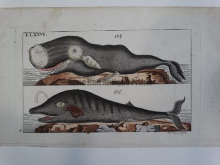 Wilhelm Whales T.LXXVI.