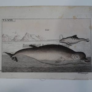 Wilhelm Whales T.LXXX. Another 200 year old bookplate engraving depicting 2 marine mammal species: Diodon and Nesarnak.