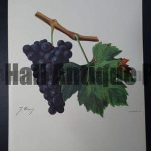Ampelographie wine grapes lithograph, Servanin variety.
