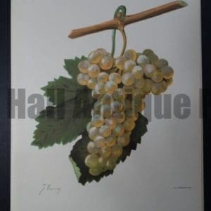 Wine Grapes Verdal Blanc