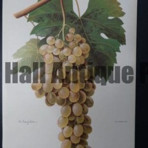 Wine Grapes Ximene's Jambon