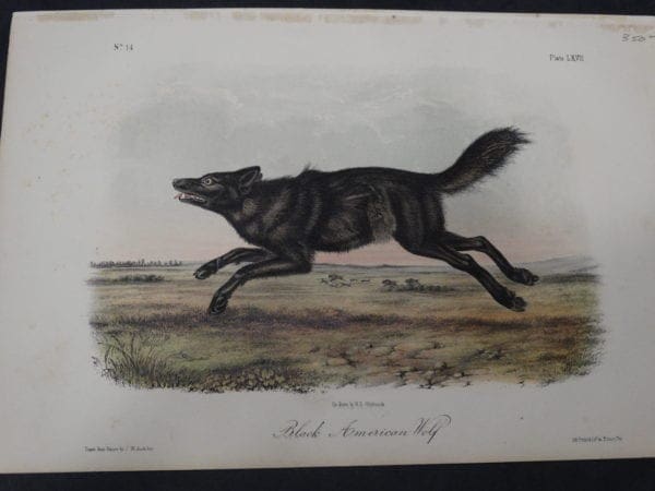 American Wolf. $350. 1855 Hand-Colored Lithograph. J.W. Audubon, J.T. Bowen, Philadelphia