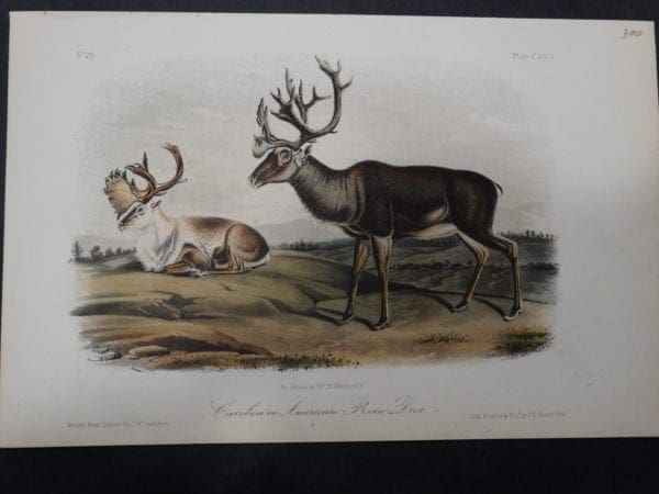 Woodland Audubon Caribou $300. 1855 Hand Coloured Lithograph J.W. Audubon J.T. Bowen, Philadelphia.