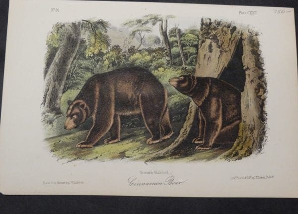 Woodland Audubon Cinnamon Bear $750. 1855. Original hand-colored Lithograph J.W. Audubon J.T. Bowen, Philadelphia.  Drawn on stone, by Wm E Hitchcock.