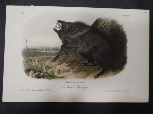 Woodland Audubon Collared Peccary $400. 1855 Hand-Colored Lithograph J.J. Audubon J.T. Bowen, Philadelphia