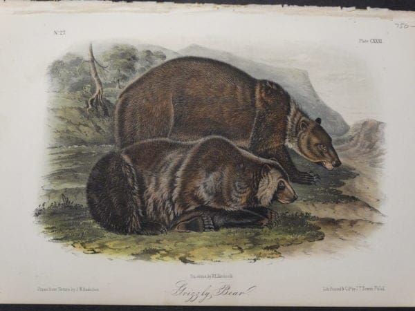 Woodland Audubon Grizzly Bear $750. 1855 Hand-colored lithograph, J.W. Audubon, J.T. Bowen, Philadelphia.