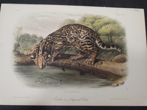 Woodland Audubon Ocelot $500. 1855 Hand-Colored Lithograph J.W. Audubon J.T. Bowen, Philadelphia