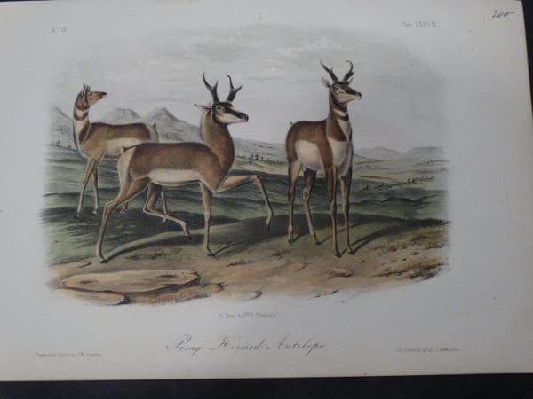 Woodland Audubon Prong Horned Antelope. 1855 Hand-colored Lithograph, J.W. Audubon J.T. Bowen, Philadelphia.  Drawn on stone by Wm E Hitchcock.
