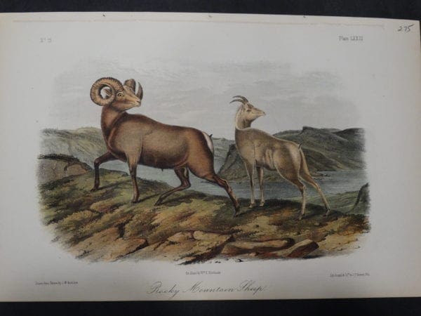 Woodland Audubon Rocky Mountain Sheep $275. 1855 Hand-colored Lithograph, J.W. Audubon J.T. Bowen, Philadelphia.  Drawn on stone by Wm E Hitchcock..