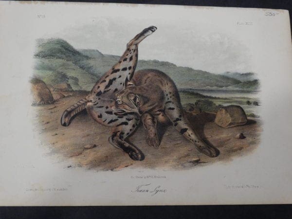 Woodland Audubon Texan Lynx $500. 1855 Hand-colored Lithograph J.W. Audubon J.T. Bowen, Philadelphia